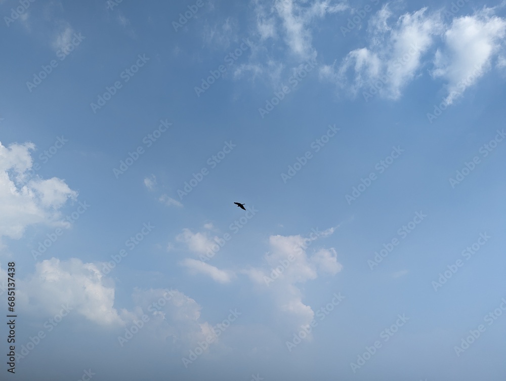 Bird flying in the blue sky with white clouds, nature background Bird flying in the blue sky with white clouds, nature background