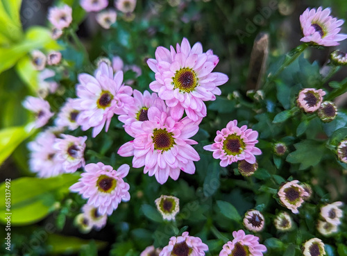 Chrysanthemum flower in the garden  stock image