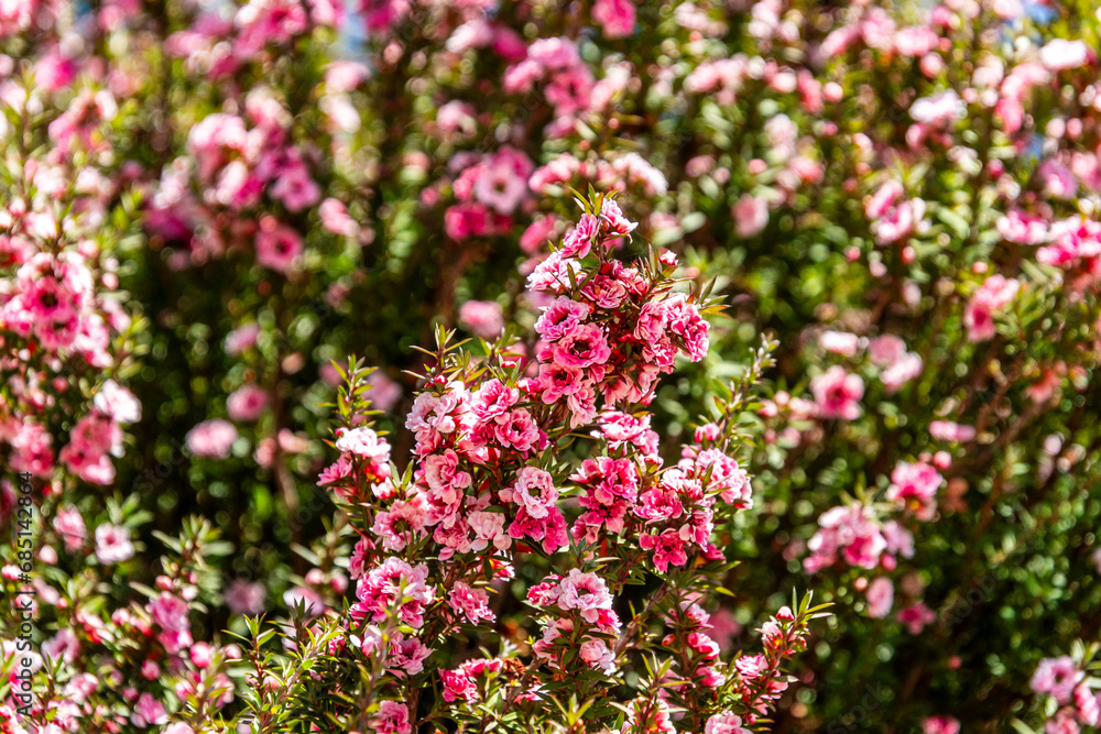 Flora en el municipio de Moaña. Flora en el municipio de Moaña.