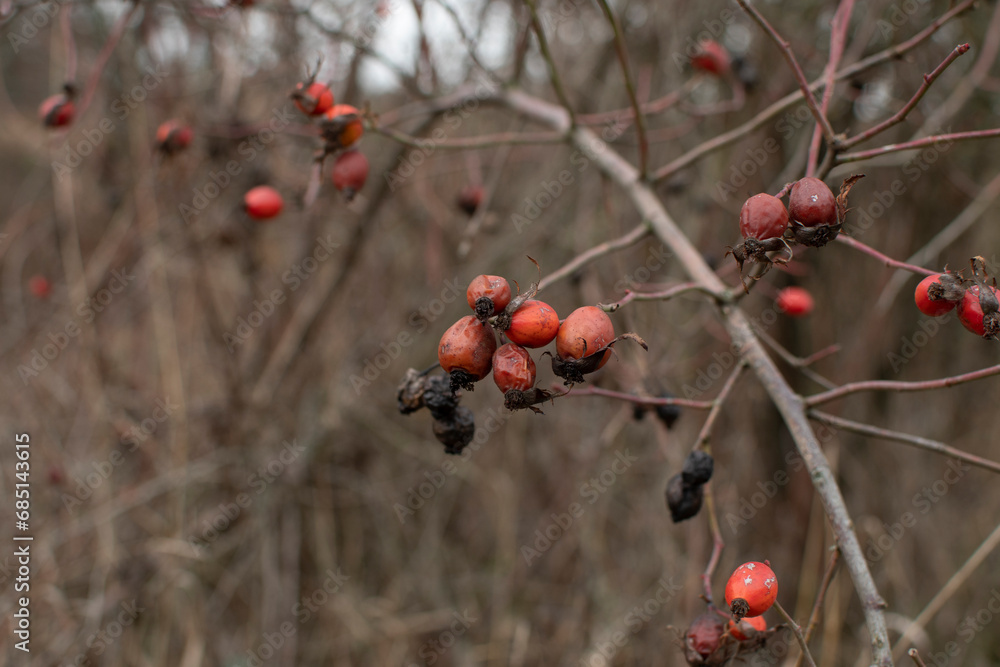 Close up of wild rosehip berries on branches Close up of wild rosehip berries on branches