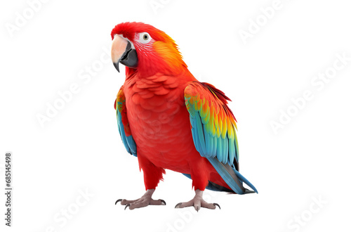 Red and yellow macaw, parrot on transparent background
