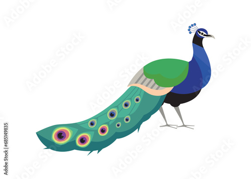 Beautiful peacock with put down amazing tail, bird with ornamental feathers, vector exotic peafowl decorative plumage