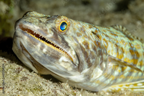 Close-up of a Lizardfish in Natural Habitat photo