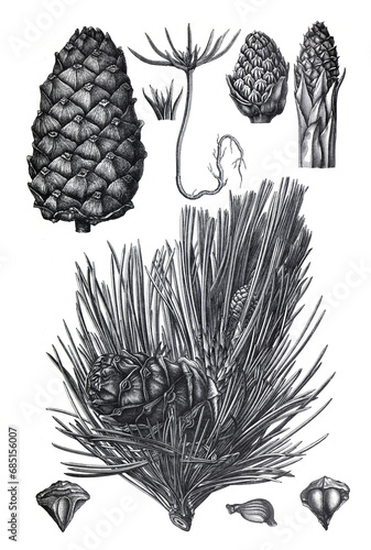 Vintage hand drawn illustration Pinus Cembra or swiss pine plant. hand drawn medical plant. botanical engraved elements. organic Pine poster