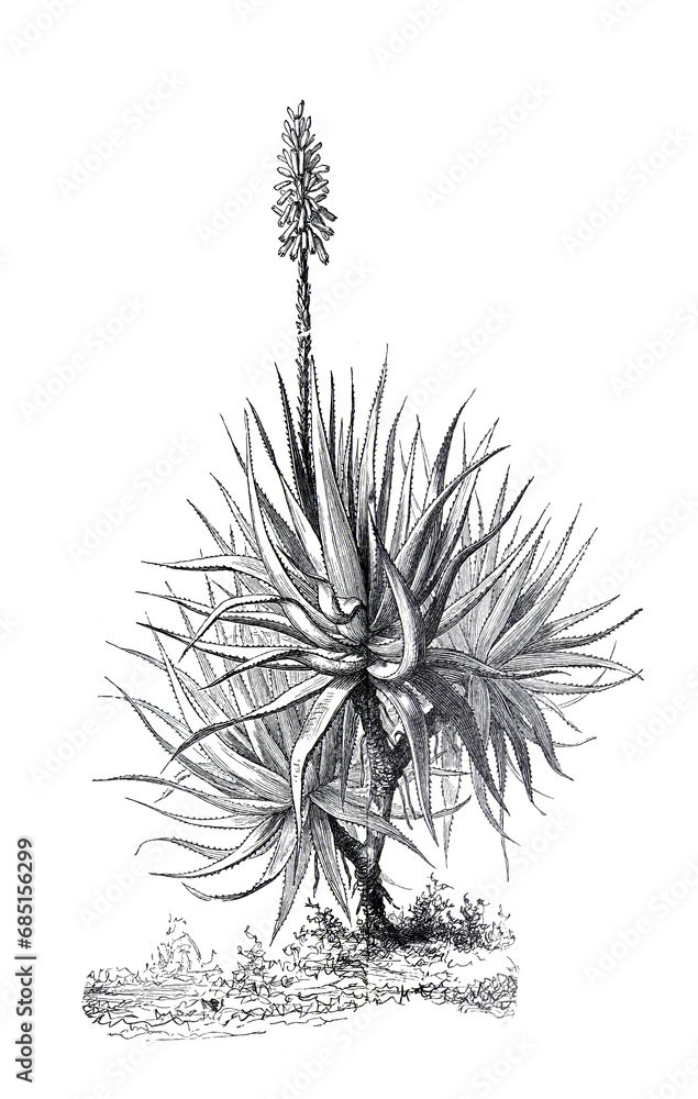 Vintage hand drawn illustration Aloë vera plant. hand drawn medical plant. botanical engraved elements. organic medicinal hand drawn Aloe vera plant.