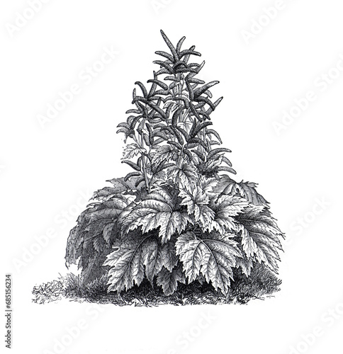 Vintage hand drawn illustration Rhubarb plant. hand drawn medical plant. botanical engraved elements. organic rhubarb drawing.