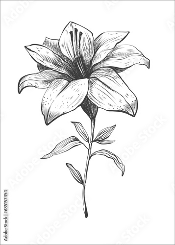 White lily flower blossom. Isolated vector botanical illustration retro, vintage, hand drawn, black and white, outline. For wedding invitation, card, print, tattoo. Japanese style.