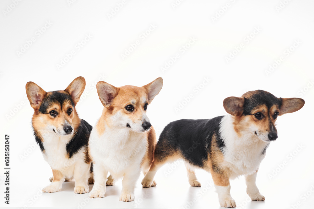 Pembroke Welsh Corgi portrait isolated on white studio background with copy space, family of three purebred dogs Pembroke Welsh Corgi portrait isolated on white studio background with copy space, family of three purebred dogs