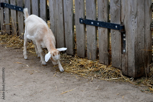 Close up on white, brown, and orange goats or rams grazing, looking for food, eating, and walking around pens covered with hay and separated from one another with a wooden fence located next to a pond photo