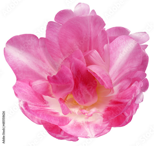 Tulip flower on isolated background with clipping path. Closeup. For design. Nature. Transparent background. 