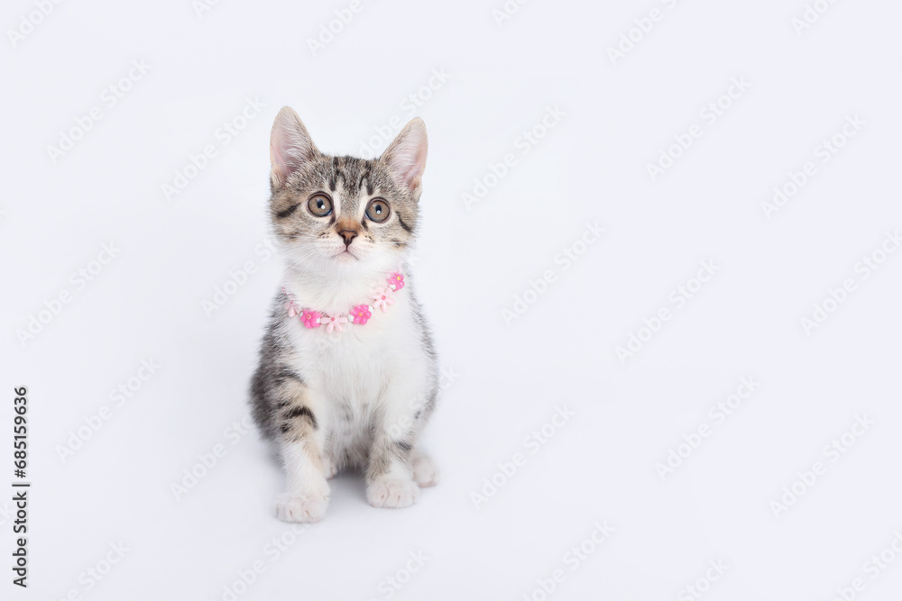 Studio portrait of Kitten against a light background. Copy space for text. Pet shop. Tiny Kitten looks up. Pet care concept.  Cute funny home pets. Valentine's Day. Love concept. Postcard 