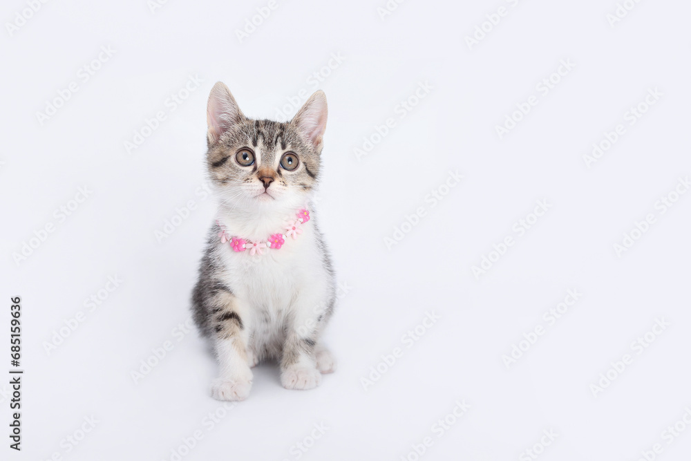 Studio portrait of Kitten against a light background. Copy space for text. Pet shop. Tiny Kitten looks up. Pet care concept. Cute funny home pets. Valentine's Day. Love concept. Postcard Studio portrait of Kitten against a light background. Copy space for text. Pet shop. Tiny Kitten looks up. Pet care concept. Cute funny home pets. Valentine's Day. Love concept. Postcard