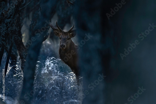 Red deer in La Pampa, Argentina, Parque Luro, Nature Reserve photo