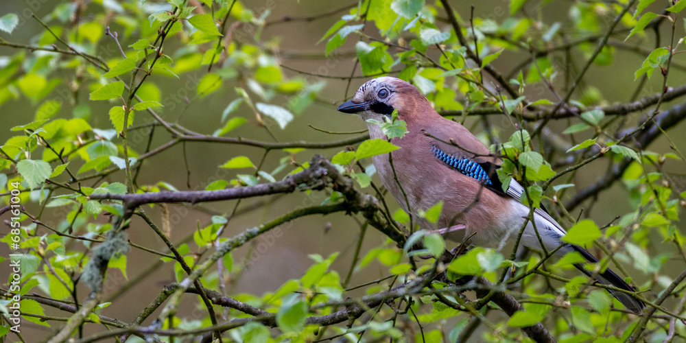 Close up of a Eurasian Jay perched in a tree Close up of a Eurasian Jay perched in a tree