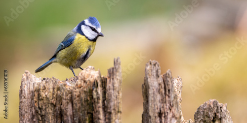 Blue Tit perched on an old tree stump © Jeff