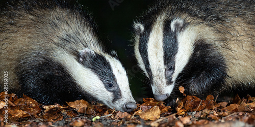 Two Badgers foraging for food amongst Autumn leaves on the forest floor © Jeff