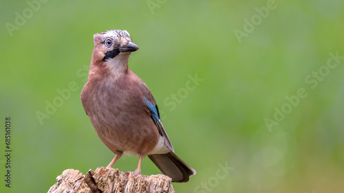 Close up of a Eurasian Jay perched on an old tree stump © Jeff