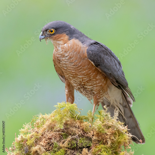 Male Sparrowhawk perched on a moss covered tree stump © Jeff