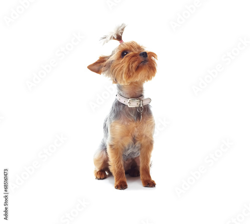 Puppy, terrier and dog or pet in studio with collar, relax and standing on mock up space for best friend. Animal, face or canine for protection, companion or therapy and hairstyle on white background