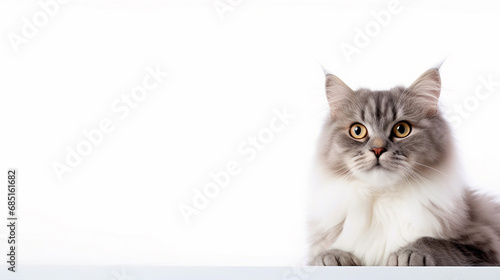 Happy cat portrait on isolated white background - ai generative