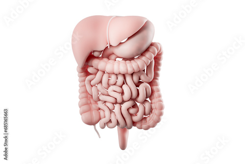 Foto 3d illustration of human digestive system isolated on white