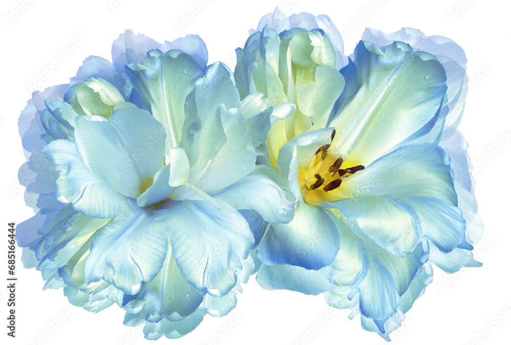 Obraz premium Tulips flowers on white isolated background with clipping path. Closeup. For design. Transparent background. Nature.