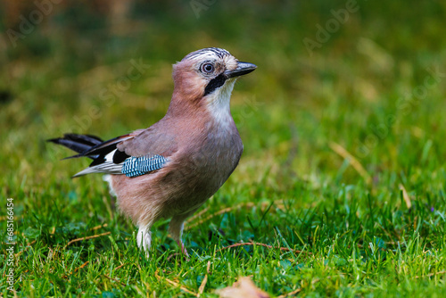 Eichelhäher (Garrulus glandarius) photo