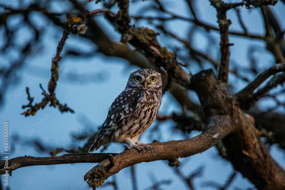 Steinkauz (Athene noctua)