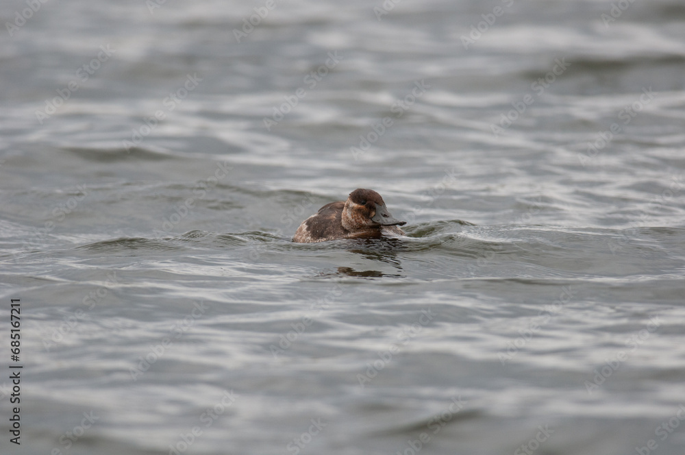 Fototapeta premium Ruddy Duck low on the water of a lake