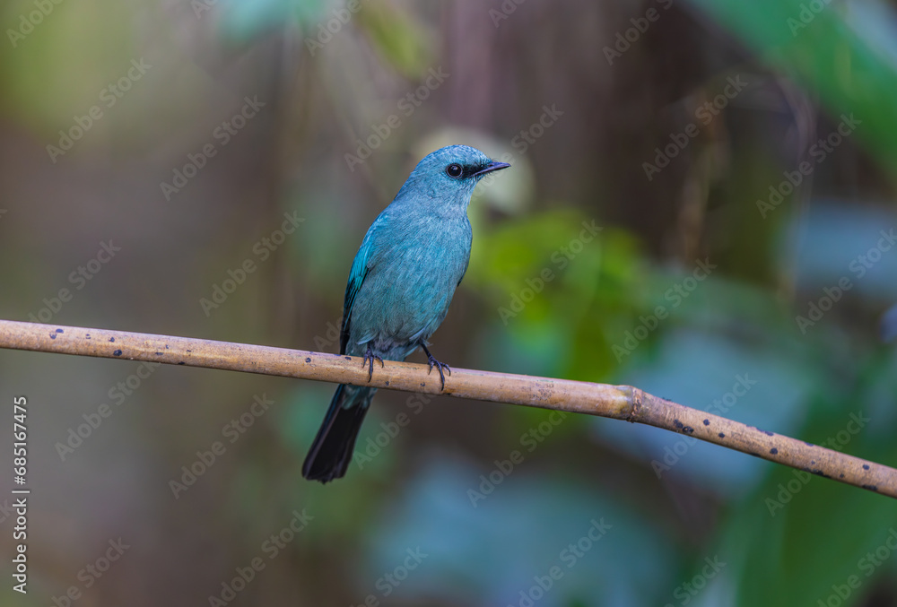 Verditer flycatcher (Eumyias thalassinus) beautiful rare bird in the forest. Verditer flycatcher (Eumyias thalassinus) beautiful rare bird in the forest.