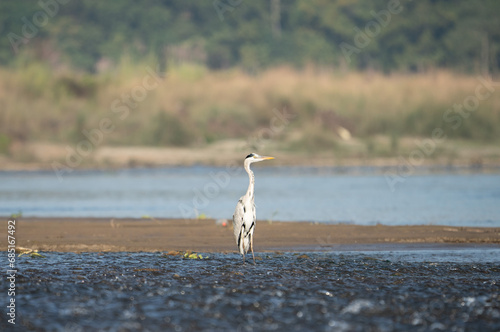 Grey Heron Standing in a River