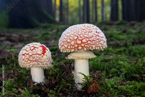 Fly Agaric red and white poisonous mushroom, close up of a poisonous mushrooms Amanita muscaria in the forest