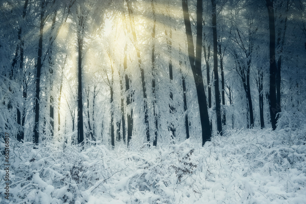 Fototapeta premium morning sun light in magical winter forest