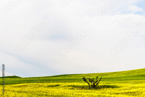 lucani countryside landscpe during the springtime, Basilicata, Italy photo