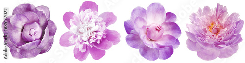 Set  flowers  purple  peonies   on  isolated background with clipping path.   Closeup..  For design.  Transparent background.  Nature.