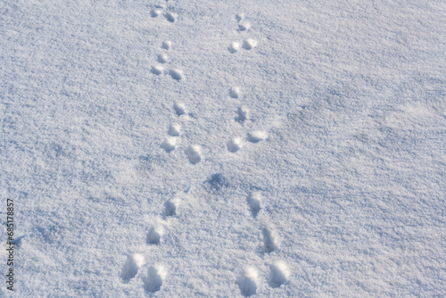 Winterlandschaft, Schnee bedecktes Ackerland mit Tierspuren