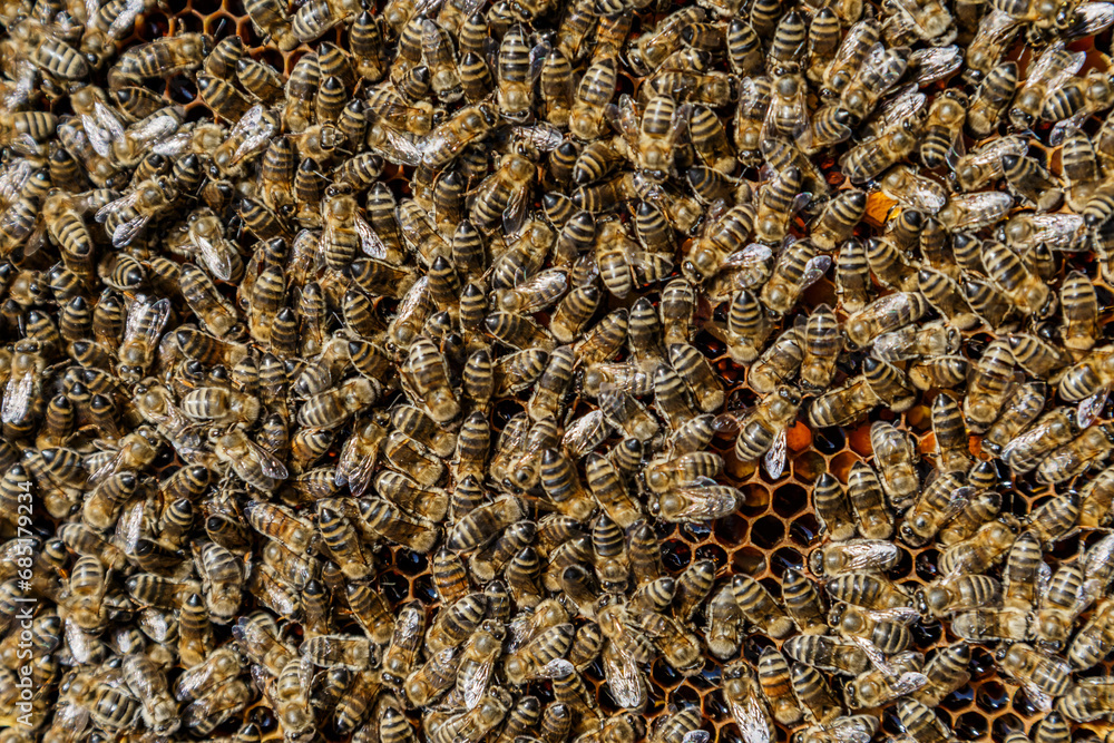 Macro photo of working bees on honeycombs.Beautiful honeycomb with bees close-up.Honey cell with bees.Beekeeping and honey production image. Macro photo of working bees on honeycombs.Beautiful honeycomb with bees close-up.Honey cell with bees.Beekeeping and honey production image.
