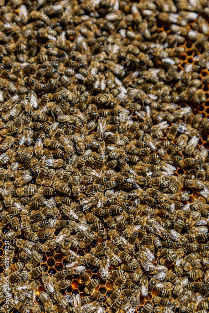 Macro photo of working bees on honeycombs.Beautiful honeycomb with bees close-up.Honey cell with bees.Beekeeping and honey production image. Macro photo of working bees on honeycombs.Beautiful honeycomb with bees close-up.Honey cell with bees.Beekeeping and honey production image.