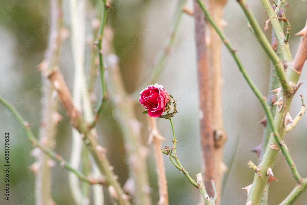 Beautiful frozen plants in the garden. Natural winter landscape. Beautiful frozen plants in the garden. Natural winter landscape.