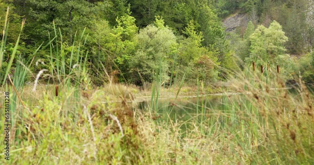 Shot through grass and reeds capturing a pond and woods behind it in Zaovine Shot through grass and reeds capturing a pond and woods behind it in Zaovine