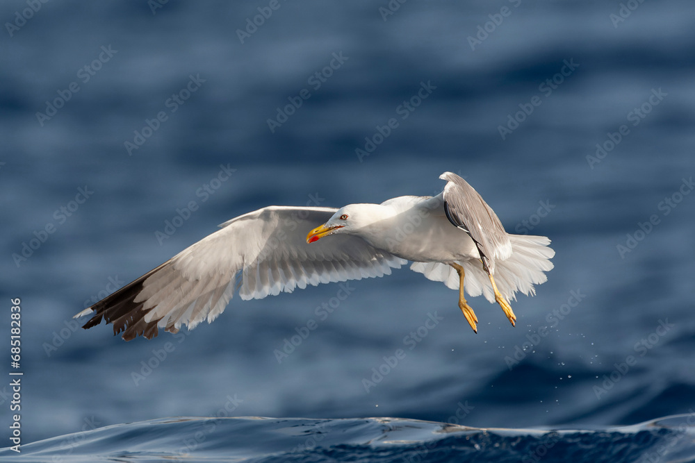 Yellow-legged Gull, Larus michahellis michahellis Yellow-legged Gull, Larus michahellis michahellis