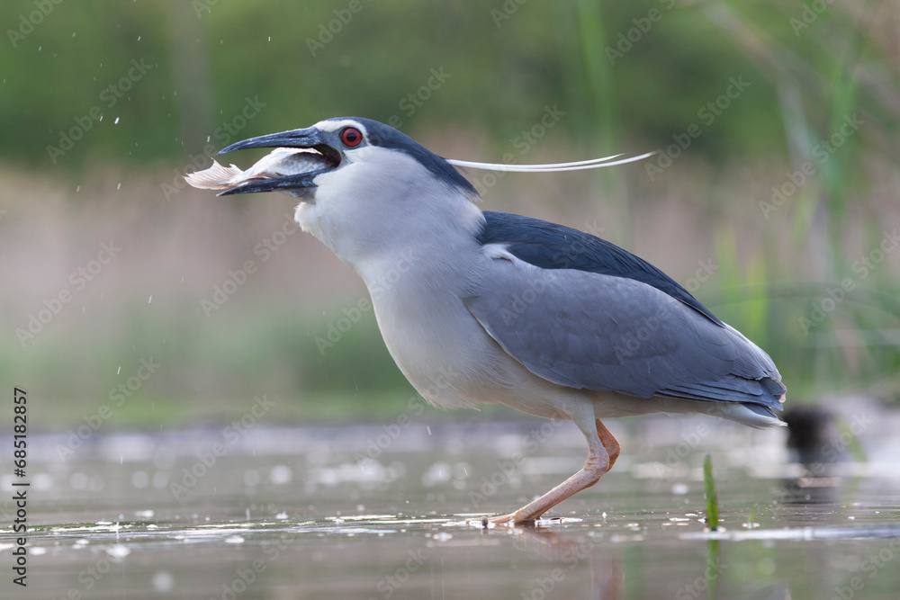 Black-crowned Night Heron, Nycticorax nycticorax