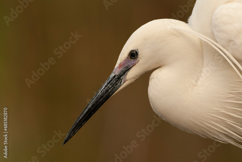 Little Egret, Egretta garzetta