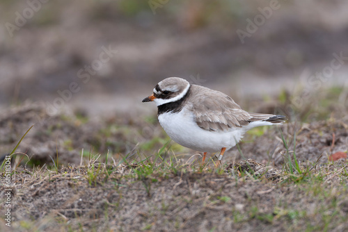 Common Ringed Plover, Charadrius hiaticula