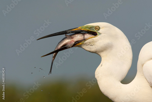 Great Egret, Ardea alba alba