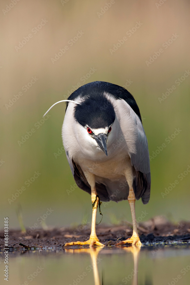 Black-crowned Night Heron, Nycticorax nycticorax Black-crowned Night Heron, Nycticorax nycticorax
