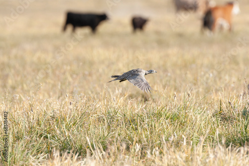 Greater sage-grouse, Centrocercus urophasianus © Marc