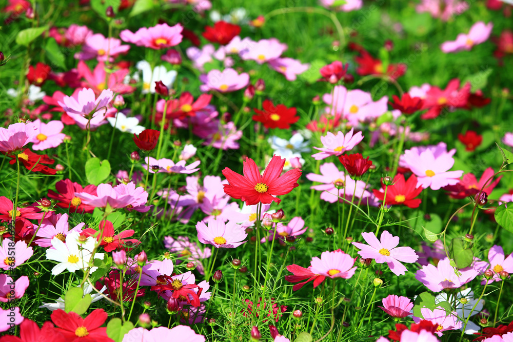 Cosmos bipinnatus or Garden cosmos or Mexican aster flowers blooming in the garden Cosmos bipinnatus or Garden cosmos or Mexican aster flowers blooming in the garden