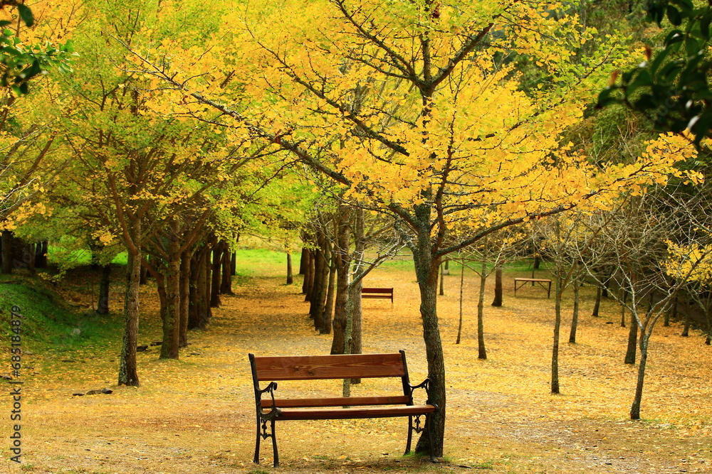 beautiful autumn Scenery with Ginkgo or Maidenhair trees and wooden chairs in the park beautiful autumn Scenery with Ginkgo or Maidenhair trees and wooden chairs in the park