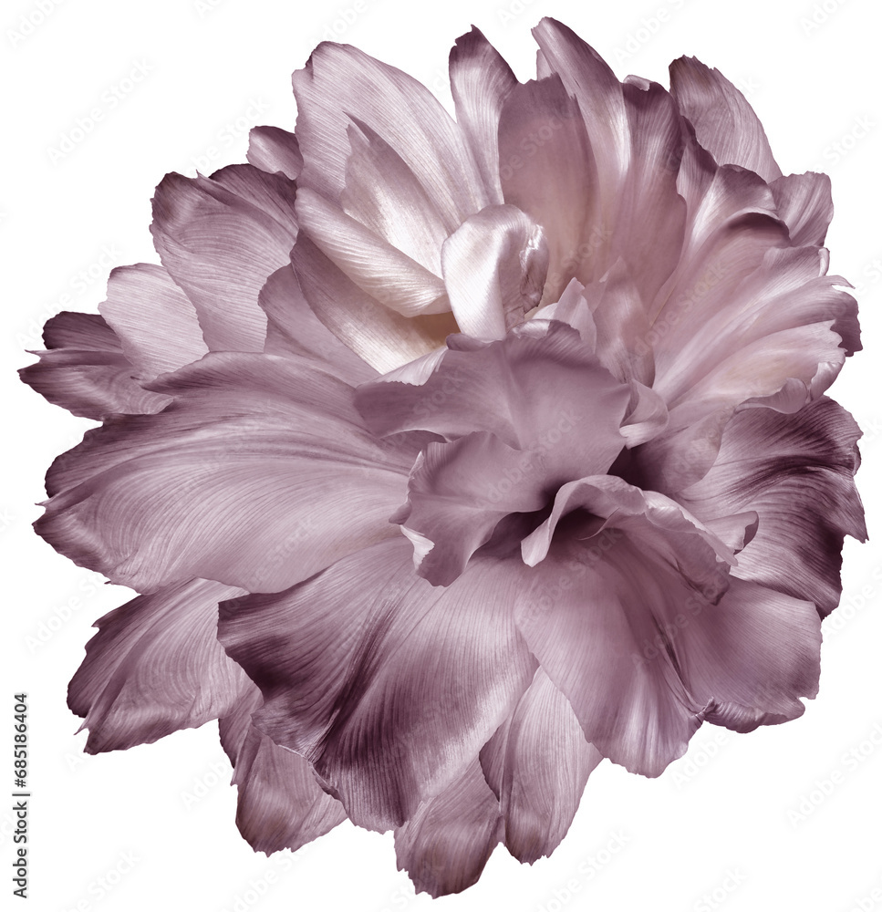 Tulip    flower  on    isolated background with clipping path. Closeup. For design. Transparent background.   Nature.